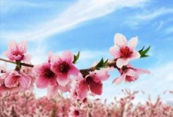 今日头条爆料桃花盛开时,探寻春日浪漫秘境